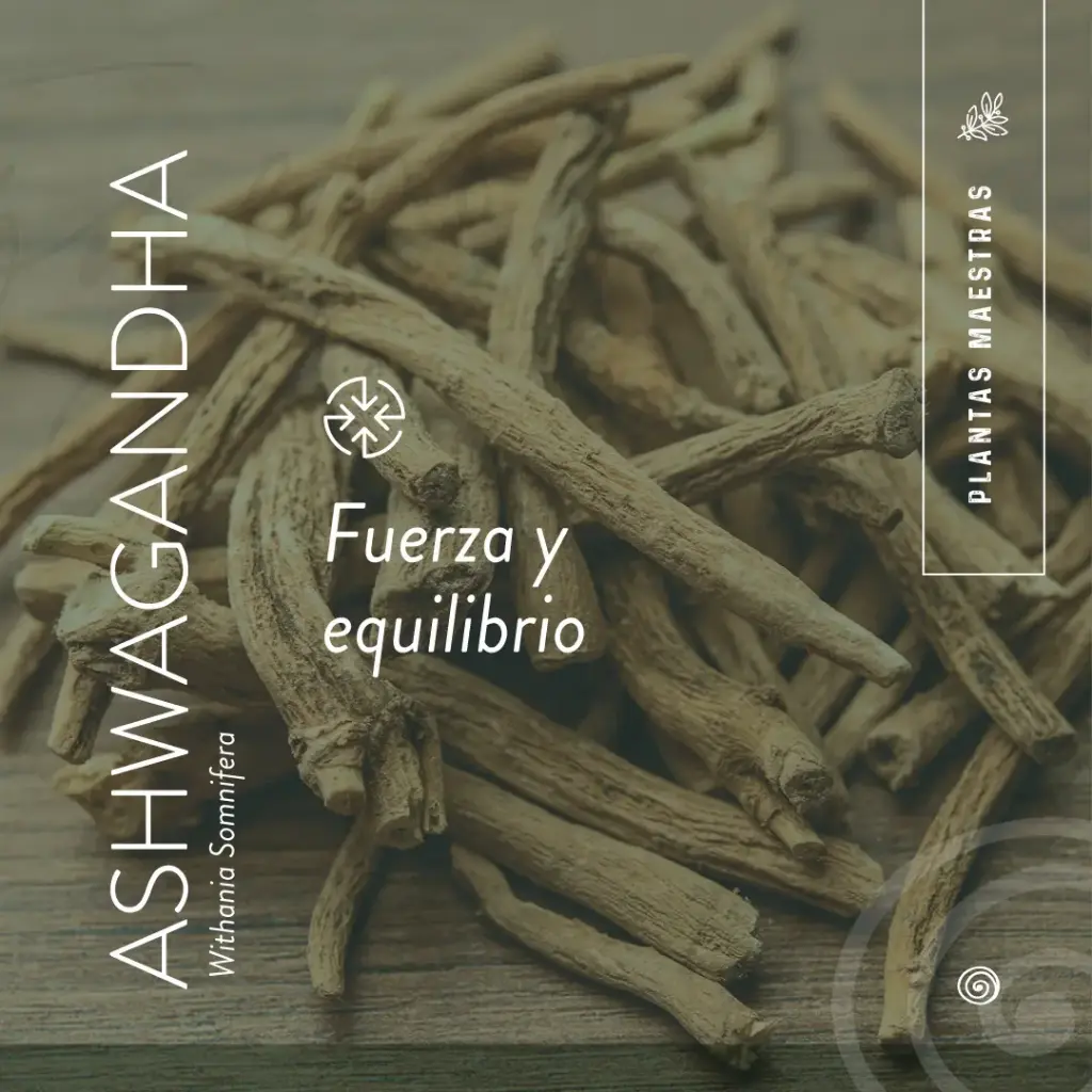PMV_RedesSociales_1_superalimentos_1a.webp